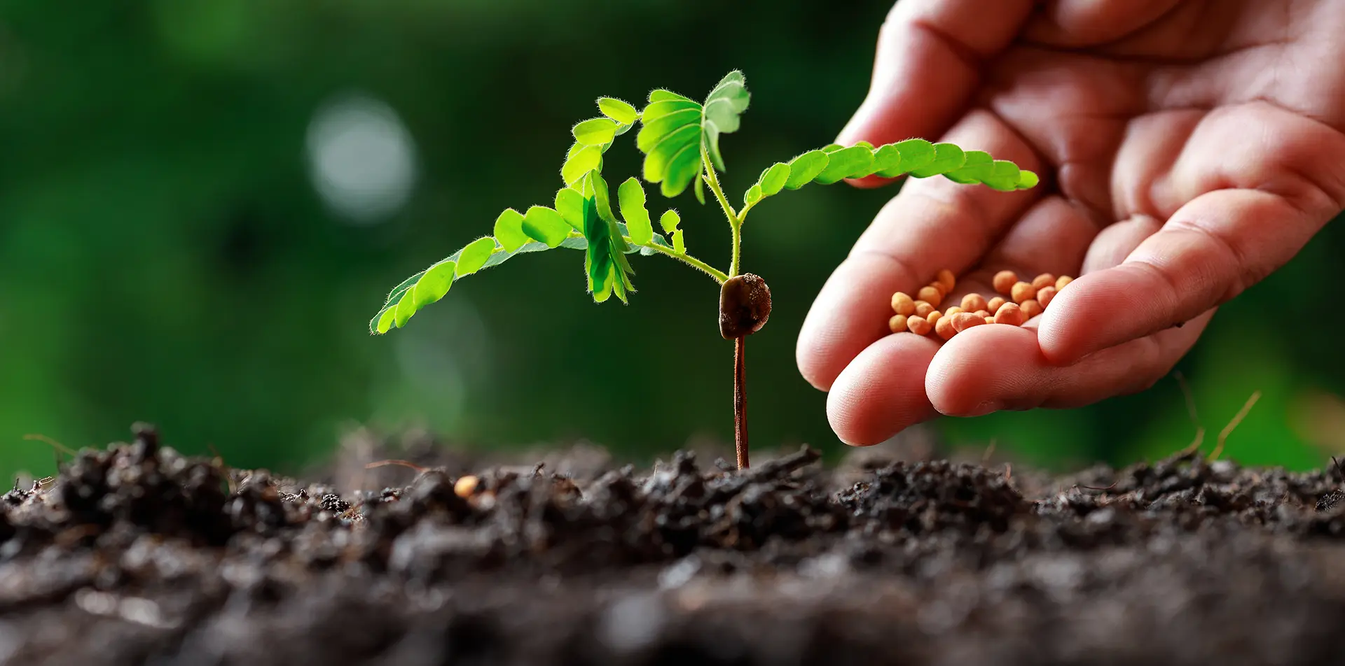 farmer-hand-nurturing-young-baby-plants 1
